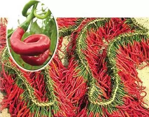 整个贵州省最好吃的东西,贵州铜仁美食排行榜前十名