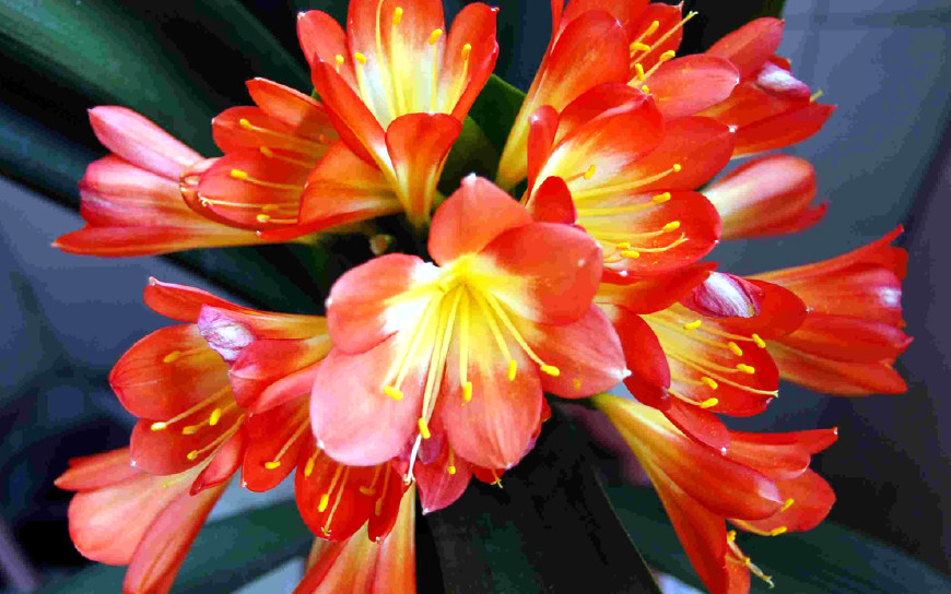 君子兰的叶子被狗吃了,君子兰的花狗吃了有事吗