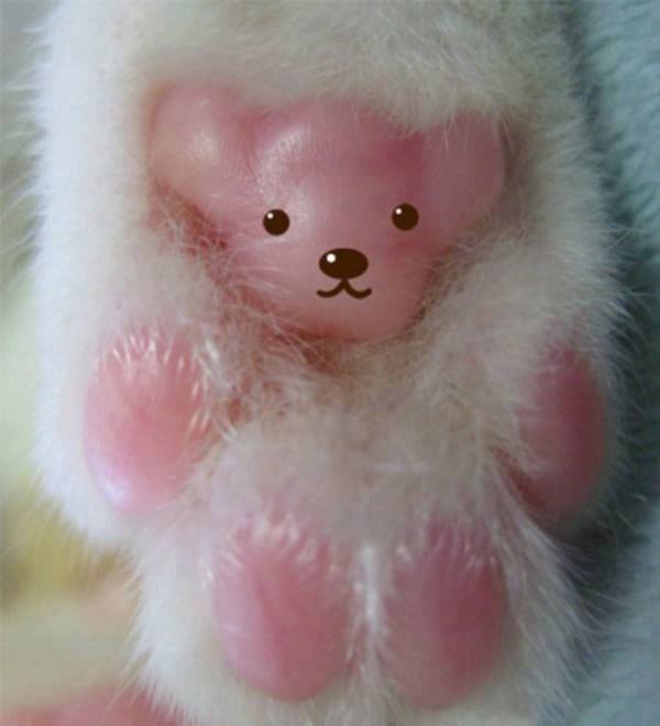 喵喵粉嫩的肉垫上被封印了一只小熊哟！好可爱的纹爪！