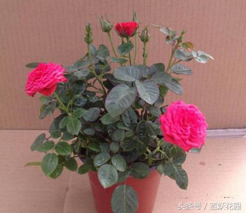 盆栽月季浇水的正确方法,盆栽月季水多怎么办