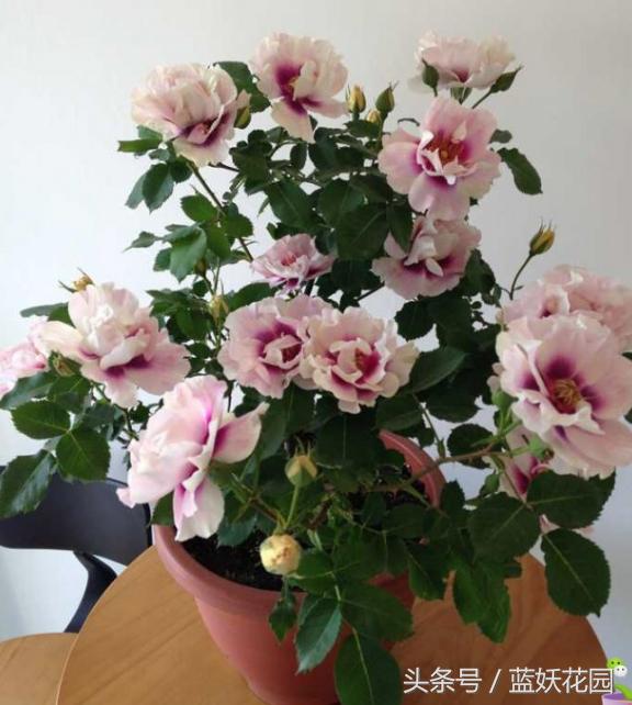 盆栽月季浇水的正确方法,盆栽月季水多怎么办