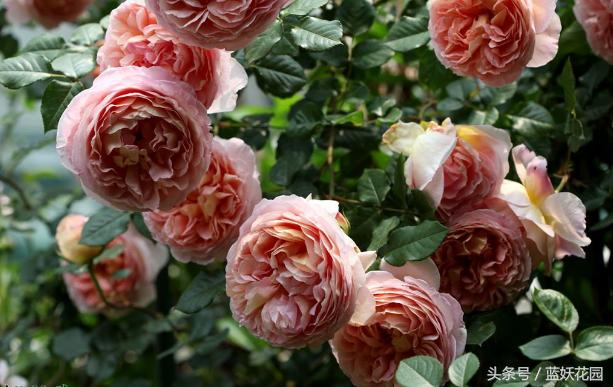 盆栽月季浇水的正确方法,盆栽月季水多怎么办