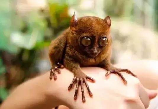 菲律宾宿务旅游攻略,菲律宾宿雾海岛之旅