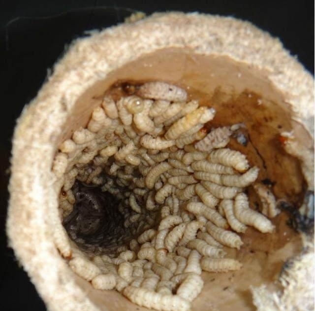 农村常吃的十种虫子,中国可以吃的六种虫子你敢吃吗