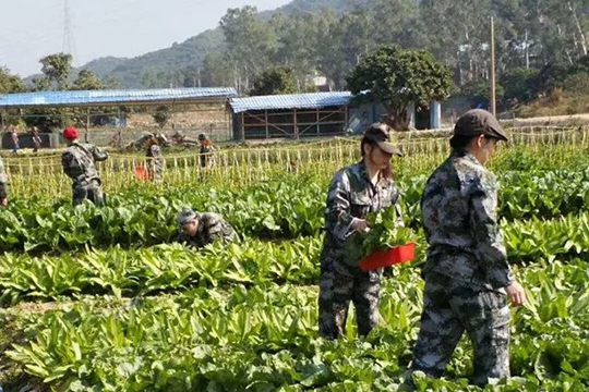 风风火火河南婆闯荡东莞成巾帼