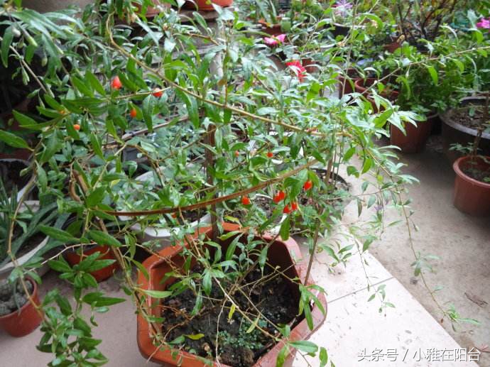 野生枸杞插枝种植方法,春天枸杞盆栽