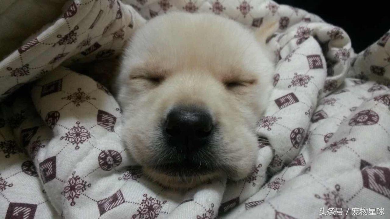 拉布拉多生病了可以打疫苗吗,拉布拉多5个月不会有糖尿病吧