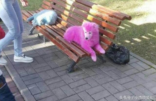 女子花一万买皮草水洗后变标本,女子花50块钱买只仓鼠