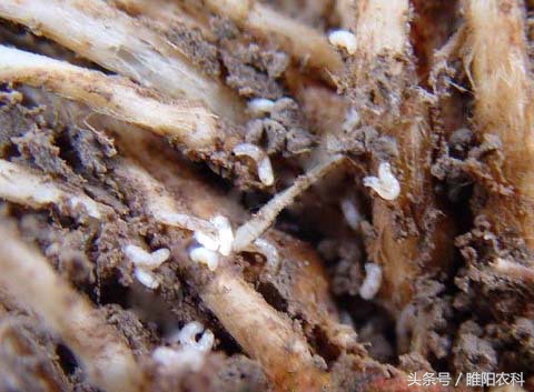 韭菜有什么病害怎么防治,韭菜上面的虫怎么治