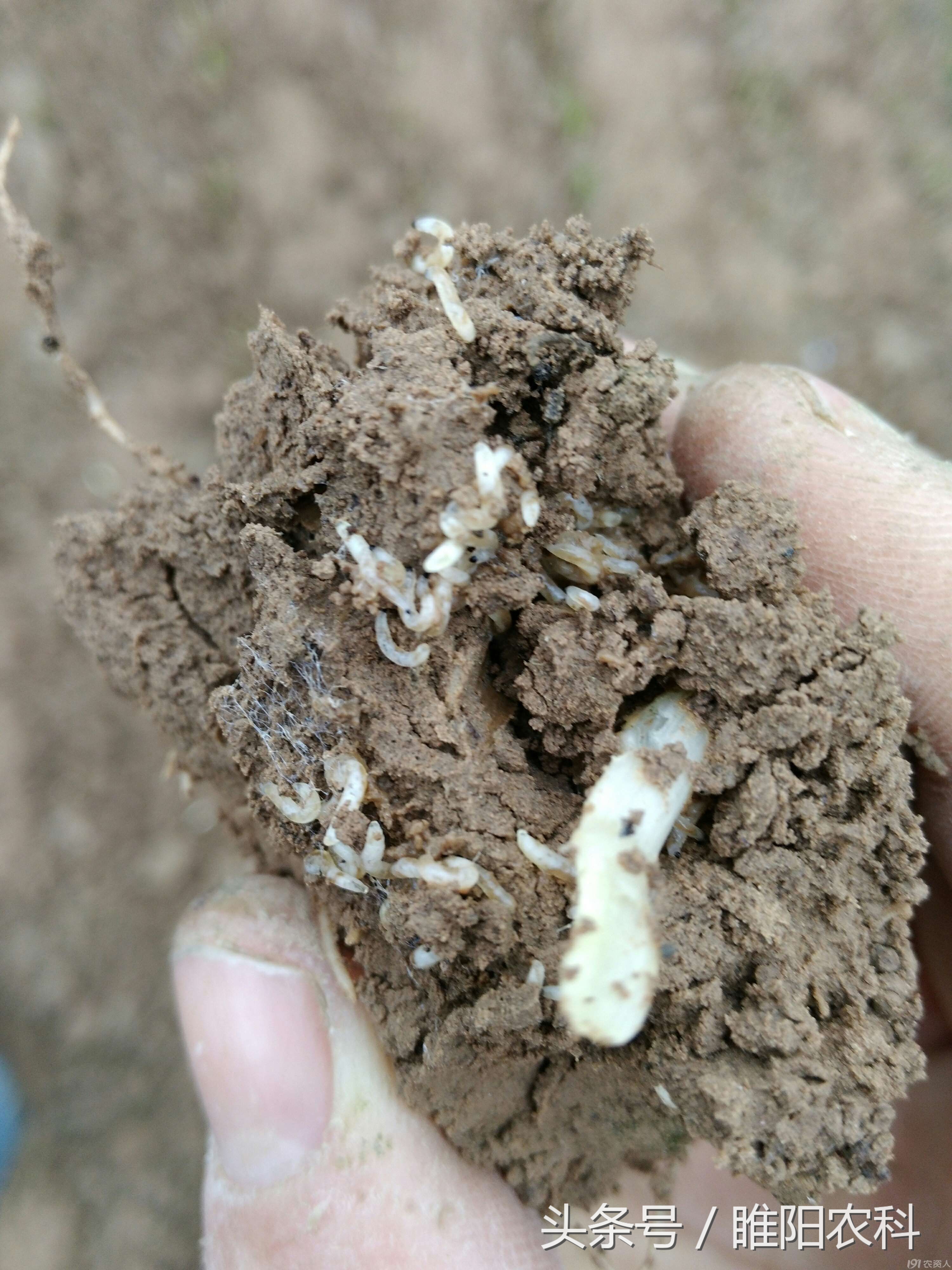 韭菜有什么病害怎么防治,韭菜上面的虫怎么治