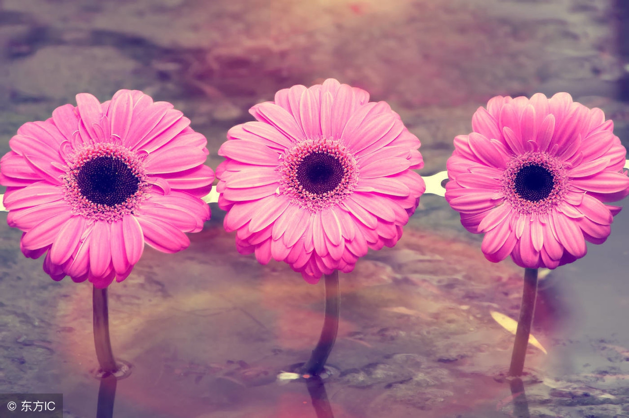 娶了红玫瑰娶了白玫瑰什么意思,娶了白月光爱上了朱砂痣