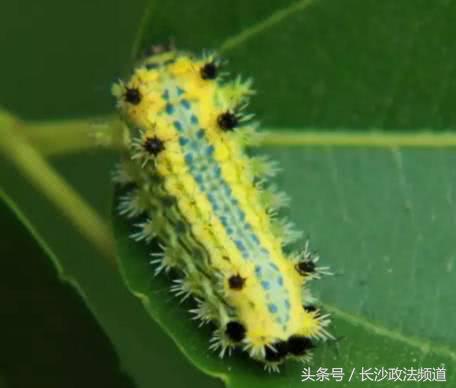 最近在家或外出都要谨慎它！一周内已有多人中招进了医院