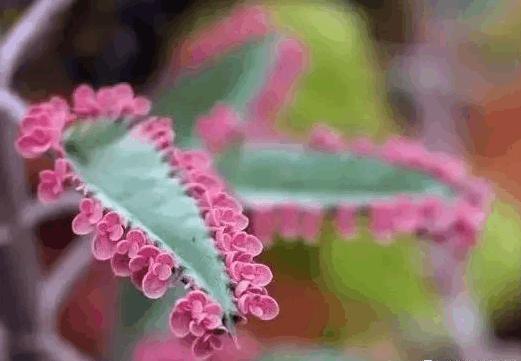 多肉的正常状态,多肉有5个表现