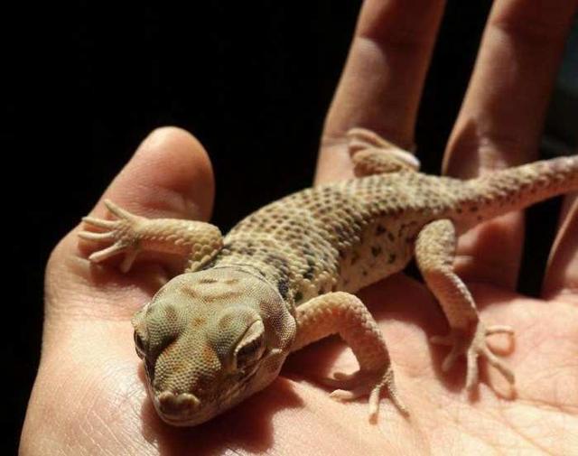 古代怎么检验处女，有些方法没有科学依据，却*界通世**用