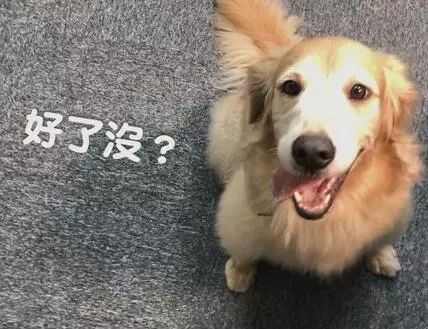 狗狗除了吃狗粮还能吃哪些肉,狗狗到底能不能吃熟骨头