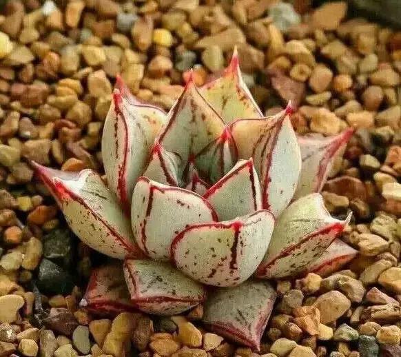 270种常见多肉图谱,270种常见多肉盆景