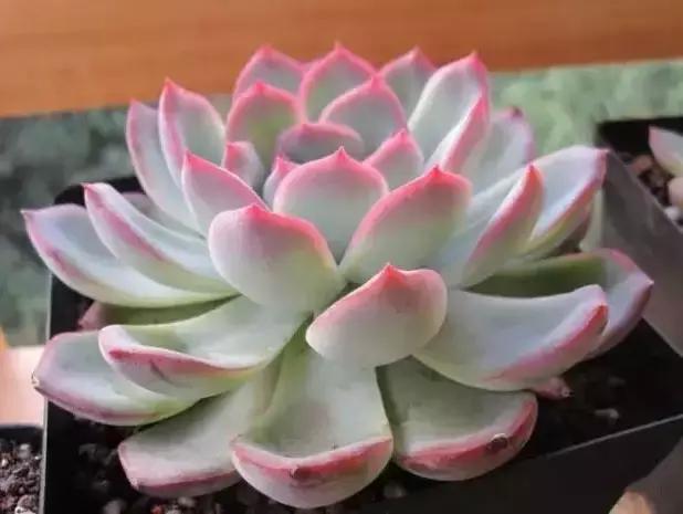 270种常见多肉图谱,270种常见多肉盆景