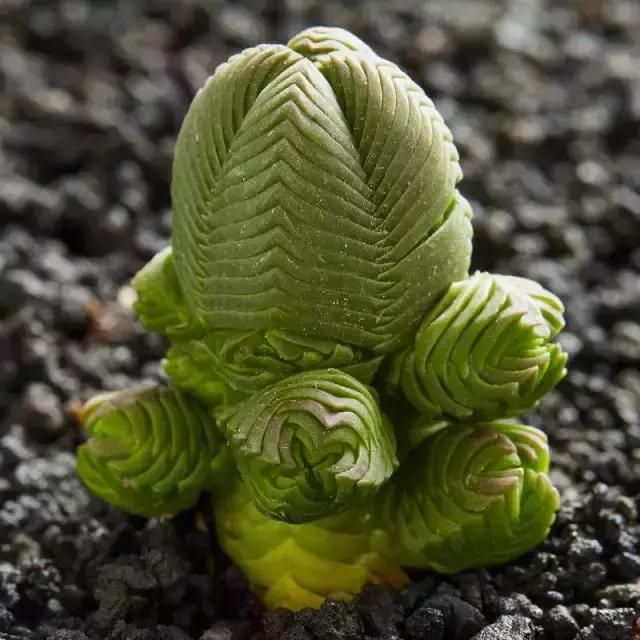 270种常见多肉图谱,270种常见多肉盆景