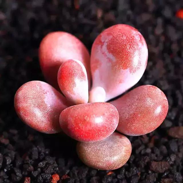 270种常见多肉图谱,270种常见多肉盆景