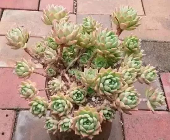 270种常见多肉图谱,270种常见多肉盆景