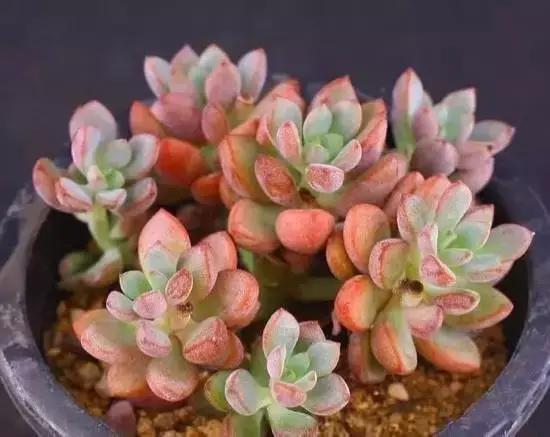 270种常见多肉图谱,270种常见多肉盆景