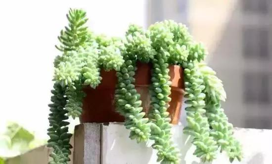 270种常见多肉图谱,270种常见多肉盆景