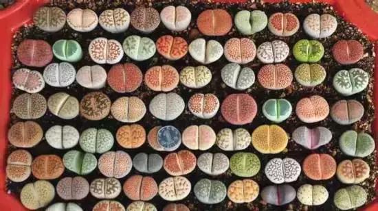 270种常见多肉图谱,270种常见多肉盆景