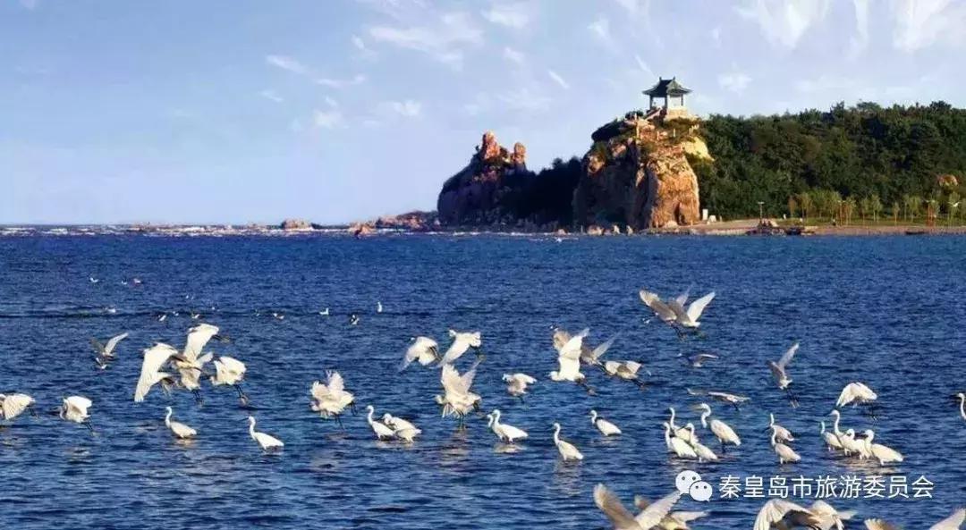 秦皇岛9月份观鸟,秦皇岛一天最佳观鸟时间