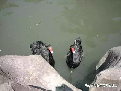 秦皇岛9月份观鸟,秦皇岛一天最佳观鸟时间