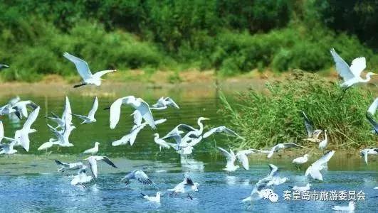 秦皇岛9月份观鸟,秦皇岛一天最佳观鸟时间