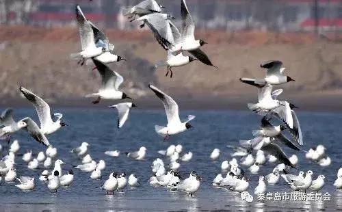 秦皇岛9月份观鸟,秦皇岛一天最佳观鸟时间