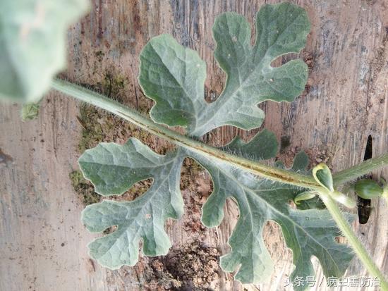 西瓜茎腐病和蔓枯病是怎样得的,西瓜得了蔓枯病能全死亡吗