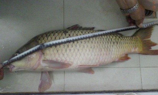 鲤鱼不吃饵的解决方法,野钓鲤鱼为什么不吃商品饵