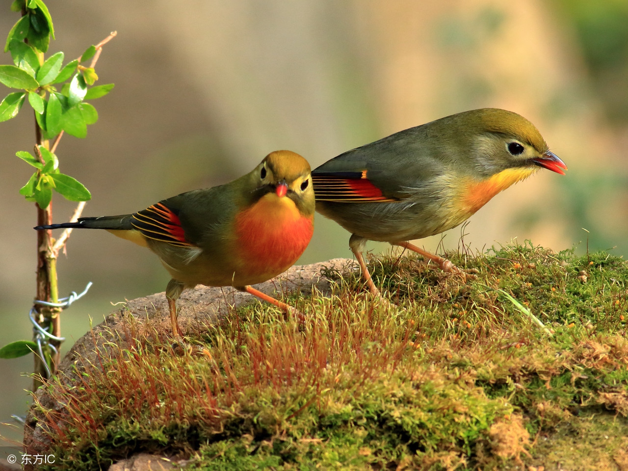 如何饲养相思鸟掌握好4点轻松养好相思鸟