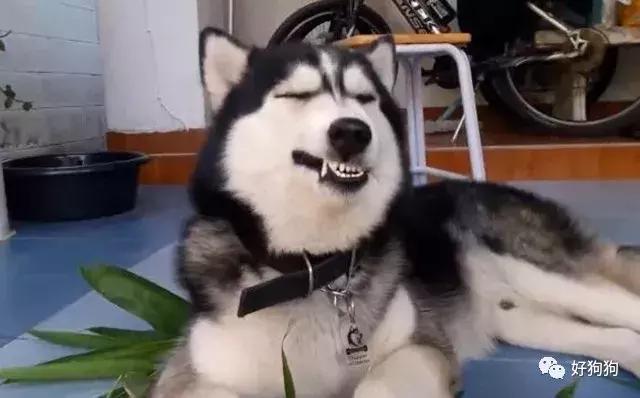 哈士奇和大熊猫,大熊猫哈士奇