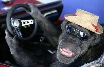 看了交通规则的感想,为什么有那么多奇葩的交规