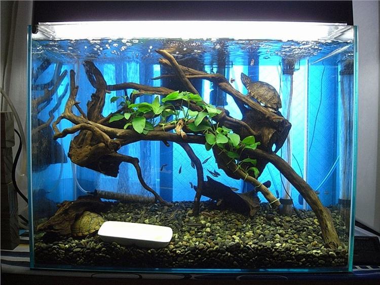 新手养龟的十大建议,新手养龟的10个忠告