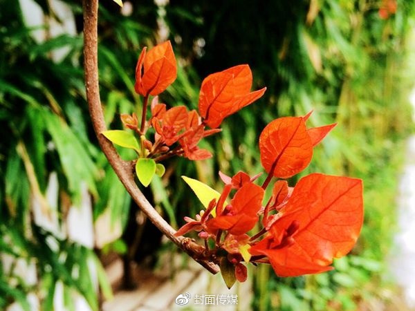 「封面文化·教师文苑」春归遐想