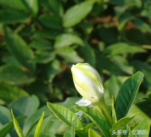 南阳唐河花,唐河县有什么花