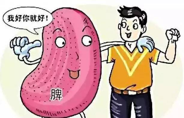 感觉肢体倦怠、神疲乏力的时候，可用这四种食材来保养一下“它”