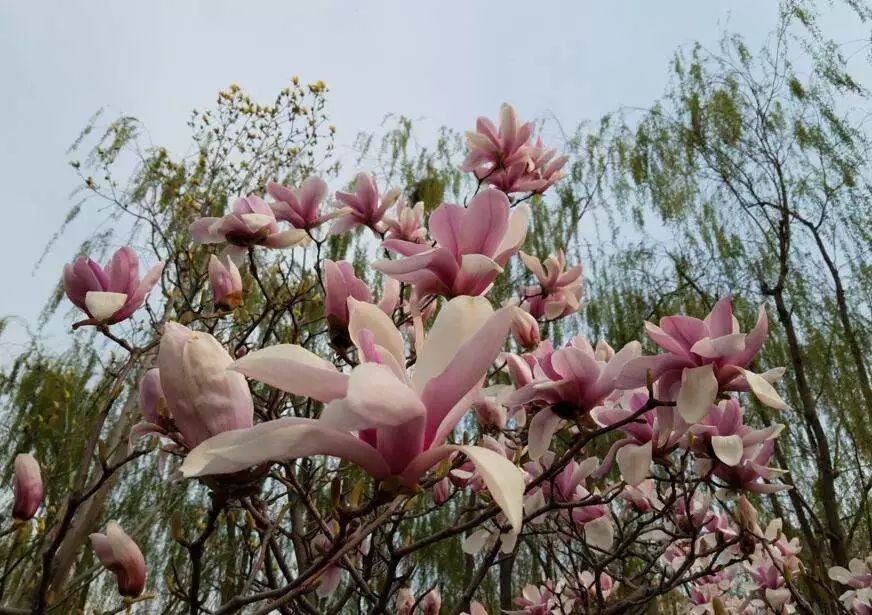 北京玉兰花观赏地,北京最美紫玉兰在哪