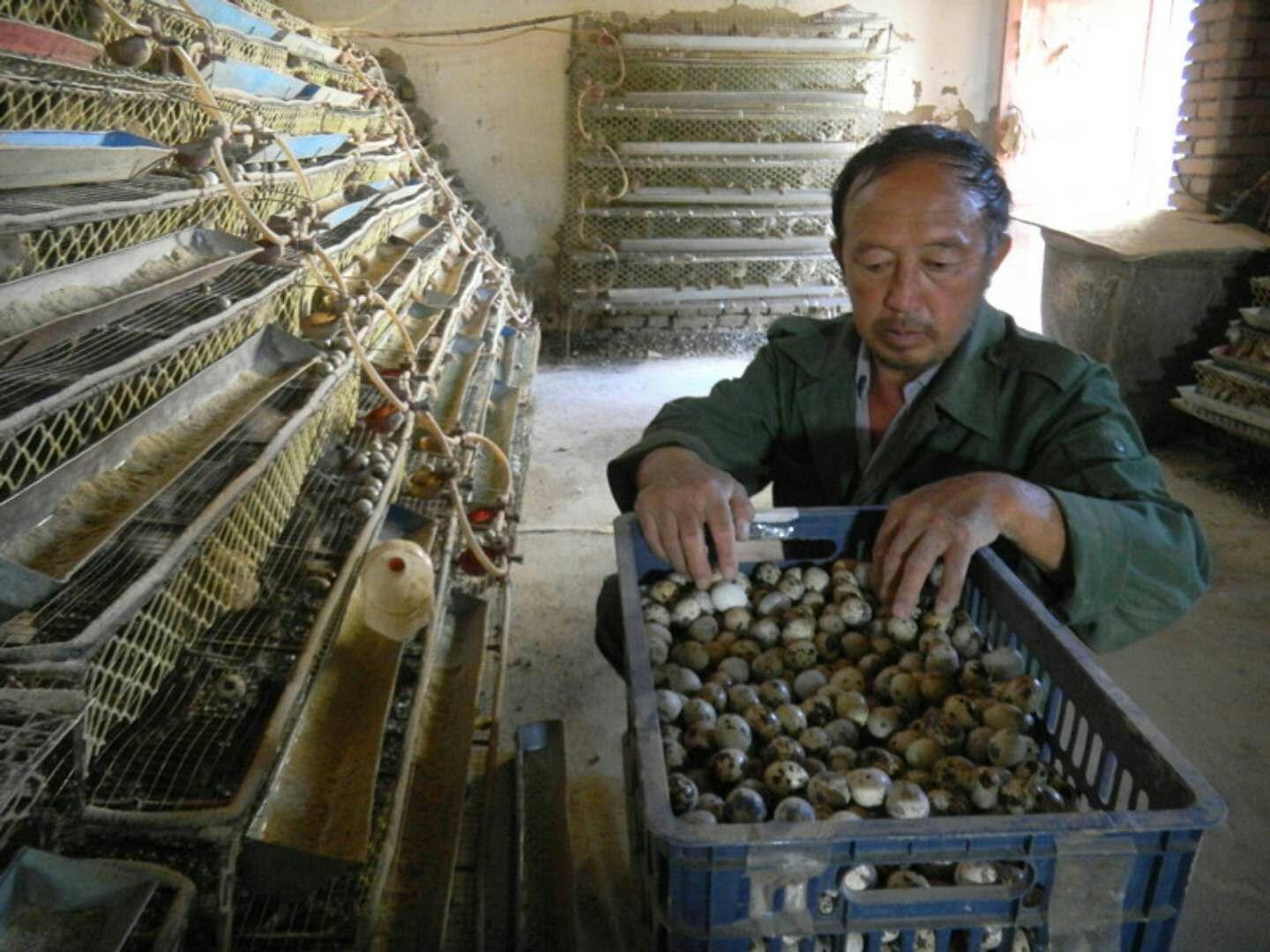 鹌鹑最近应该预防哪方面的病,鹌鹑常见病症资料书