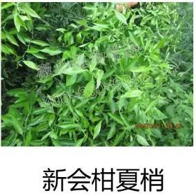 余教授讲座完整视频,余教授工艺大讲堂