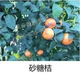 余教授讲座完整视频,余教授工艺大讲堂