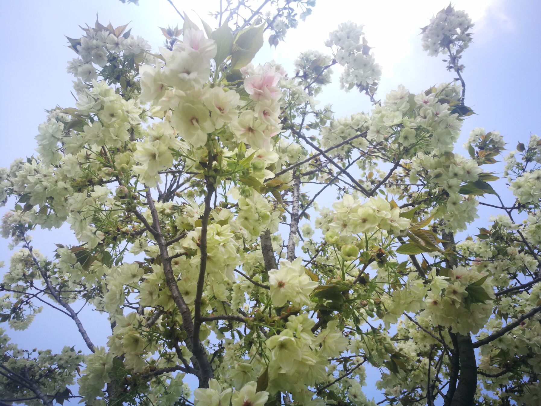 青白江凤凰湖樱花门票多少钱,青白江凤凰湖看樱花