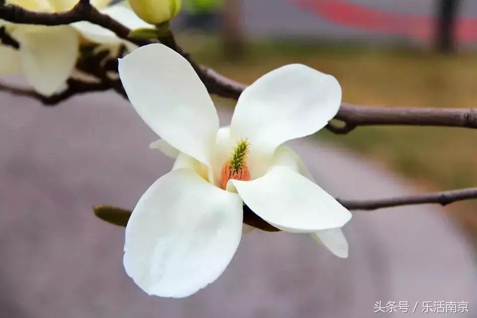 南京赏花季攻略,南京春季赏花时间