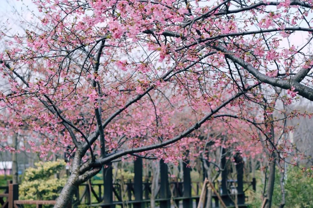 对不起我们来迟了原视频,2019年上海赏花时间表