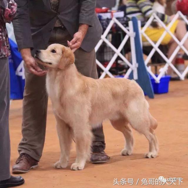每日一王者——名门悍将Kai，优秀的传承！国内目前头衔最高金毛