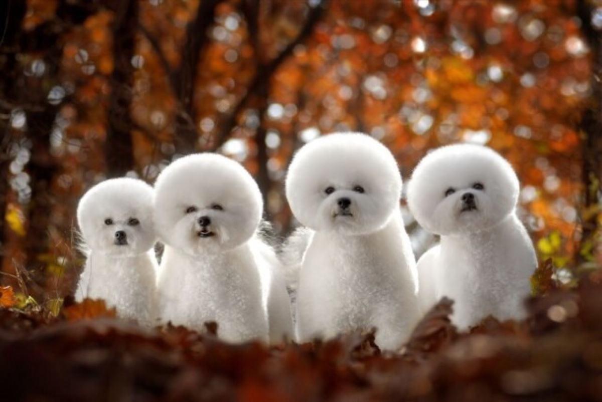 最受欢迎的狗狗十大排名,最受喜爱的狗狗排名