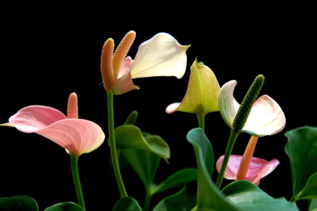 红掌枯萎怎么回事以及红掌花叶子枯萎怎么办